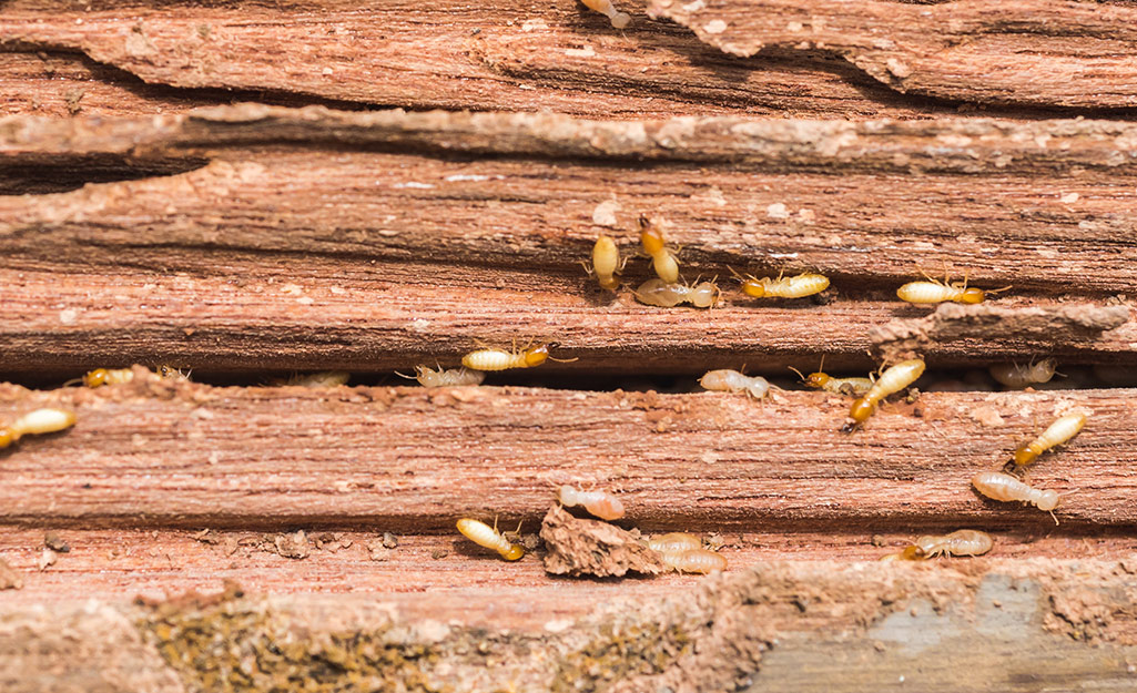 Termite Treatment